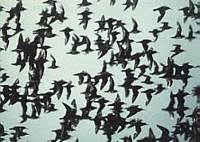 Vogelschwarm überm Nordseebad Dorum