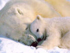 Eisbären im Zoo am Meer nahe dem Nordseebad Dorum